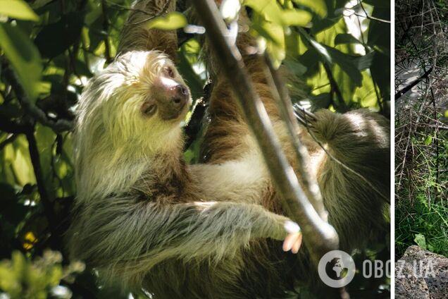 Ученые выяснили, какие животные самые медленные в мире