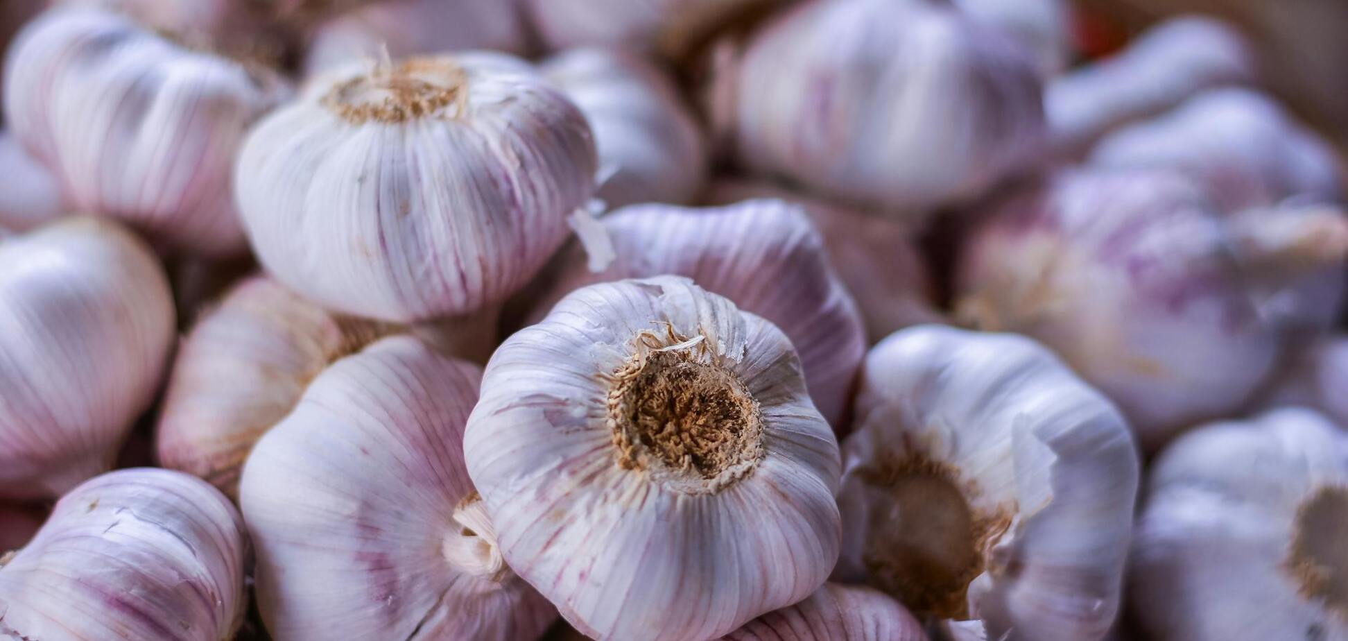Где нельзя сажать озимый чеснок: советы для новичков