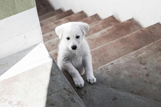 Разрешать ли собаке бегать по лестнице: неожиданные нюансы