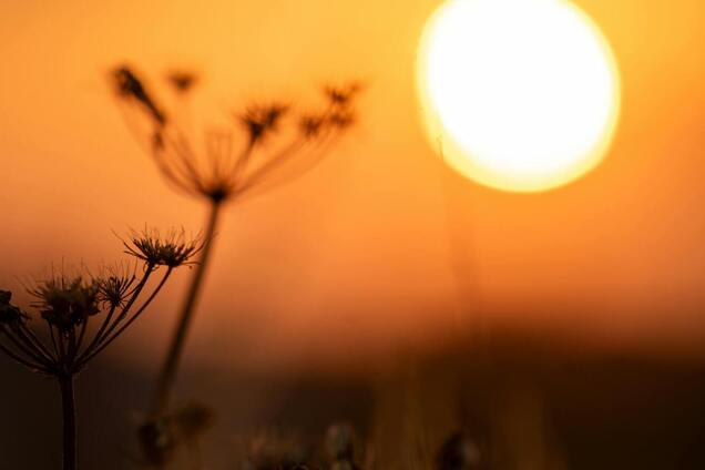 Как оживить растения после жары: спасительный способ