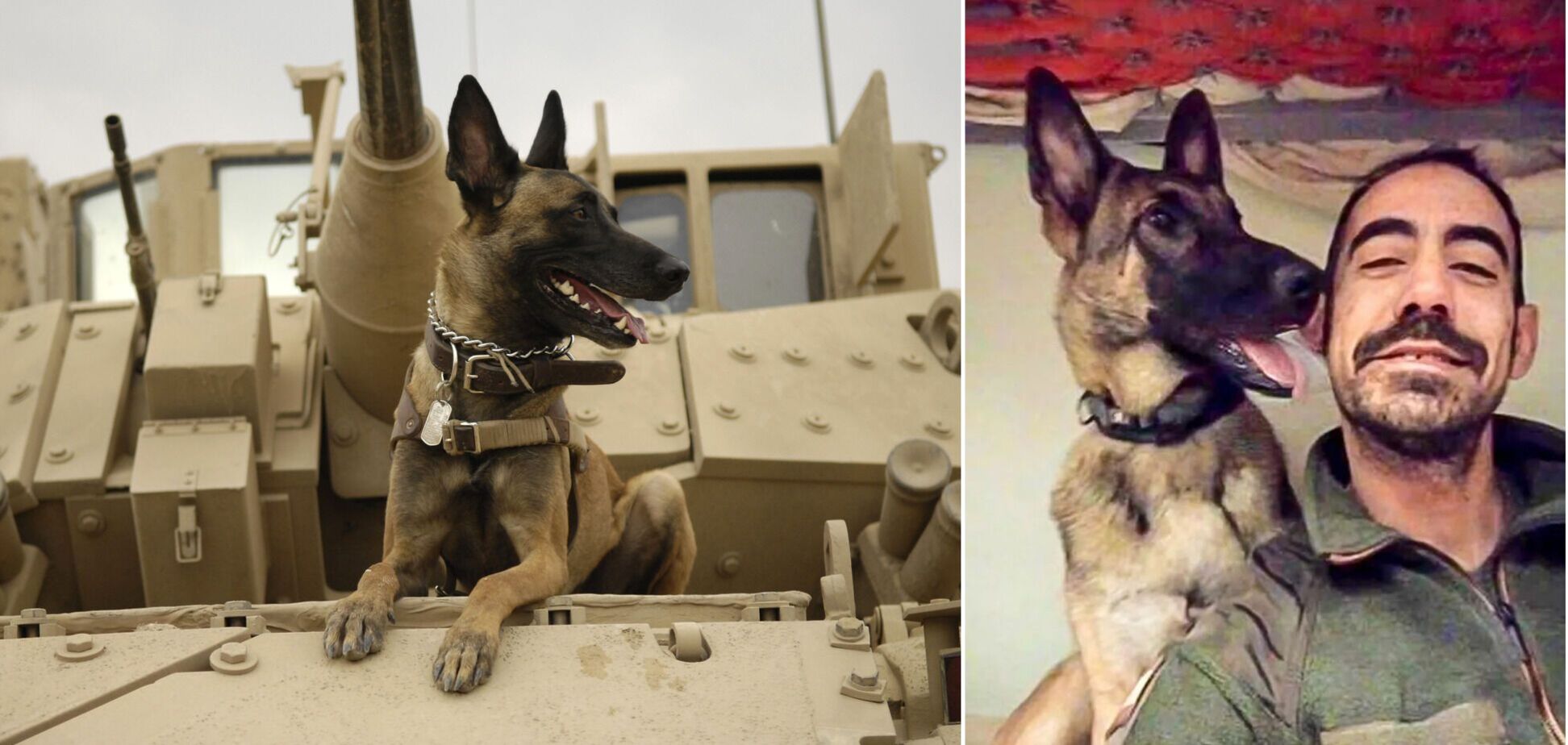 В Испанию вернули пса погибшего в Украине воина: впечатляющая история. Фото