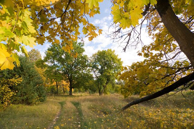 Как подготовить плодовые деревья к зиме: советы для новичков