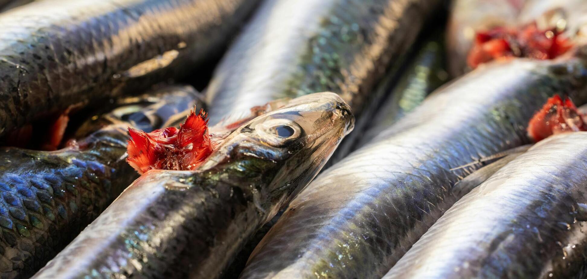 Корисний оселедець