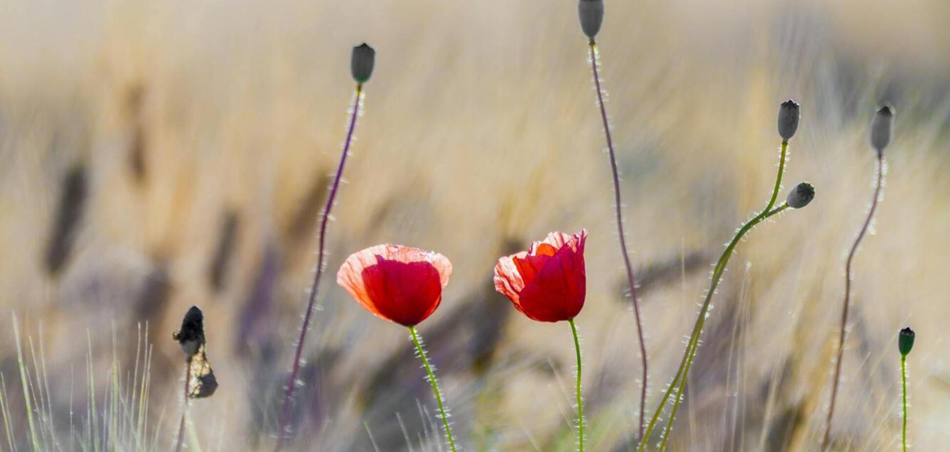 Сад в следующем году будет невероятным: какие цветы посадить осенью