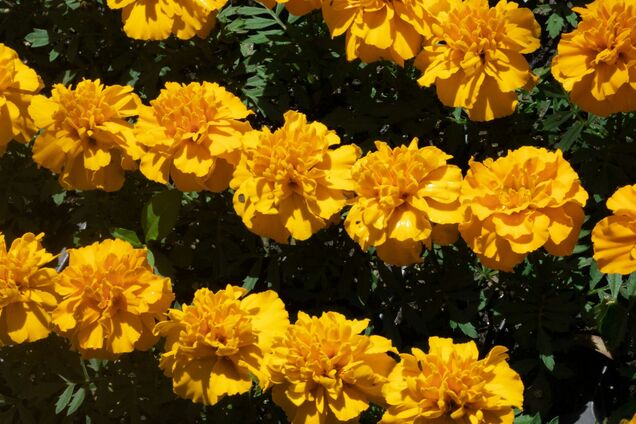 Что нельзя сажать возле бархатцев: урожайность будет меньше