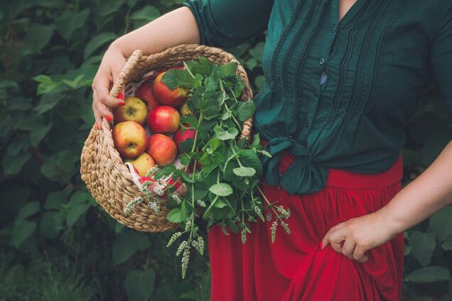 Когда лучше всего сажать яблони: как правильно ухаживать