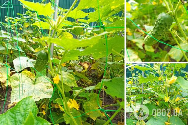 Что посадить после огурцов: правила севооборота