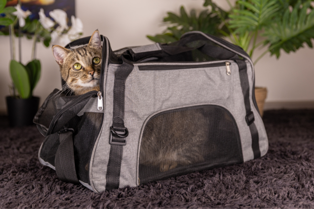 Тревожный чемодан для любимца: что иметь под рукой в чрезвычайных ситуациях