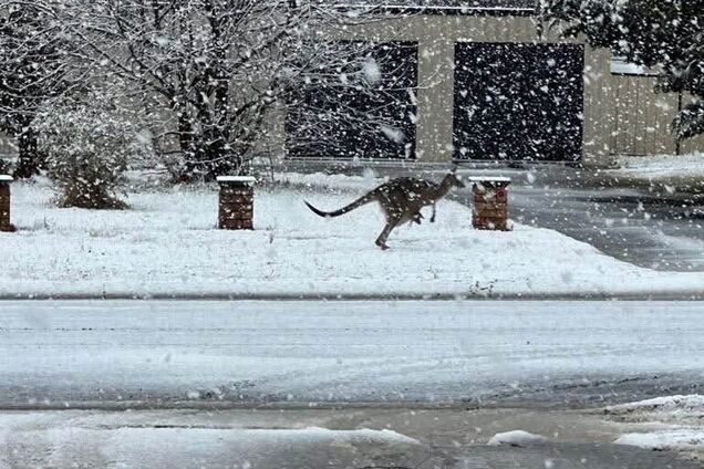 Австралию накрыл мощный снегопад: кенгуру застревают в сугробах. Фото и видео