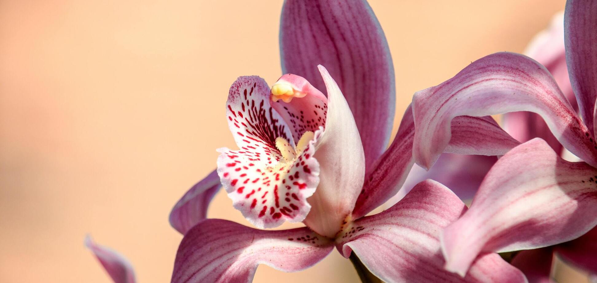 Как понять, что орхидею пора поливать: простой способ