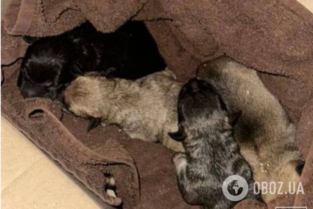 У Києві чоловік викинув новонароджених цуценят у сміттєвий бак: один песик загинув. Подробиці та фото