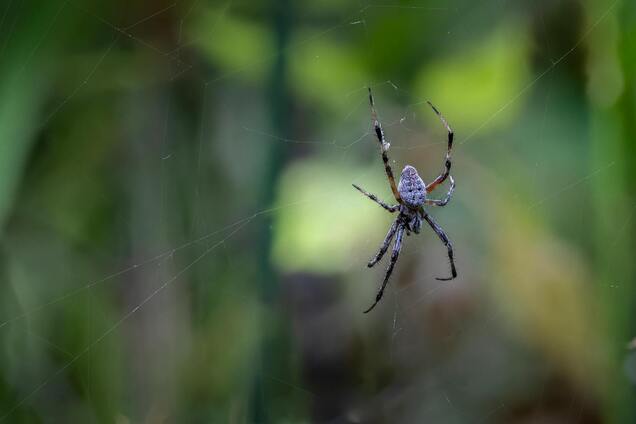 Как уберечь дом от пауков: топ-3 ароматов, которые их отпугивают