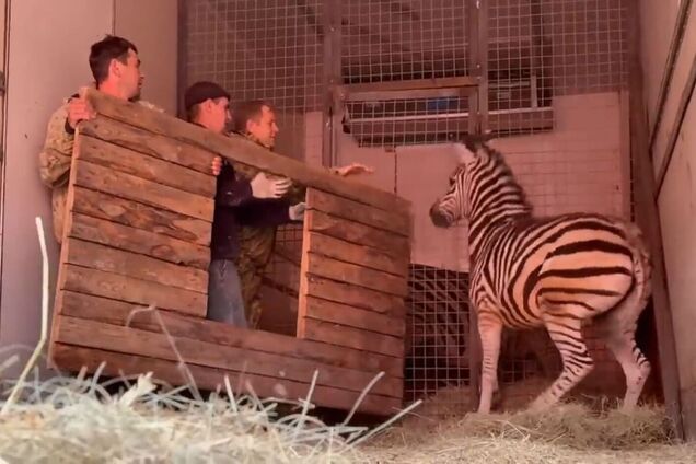 Окупанти погодилися продати 'багатійці з Криму' зебру із заповідника 'Асканія-Нова' – ЗМІ