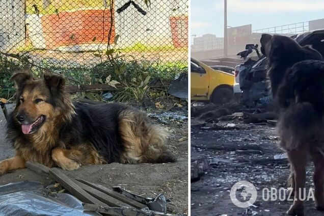 'Два дні шукала господаря серед руїн': собака Джессі, власник якої загинув під час обстрілу Києва, знайшла нову сім’ю. Фото і відео