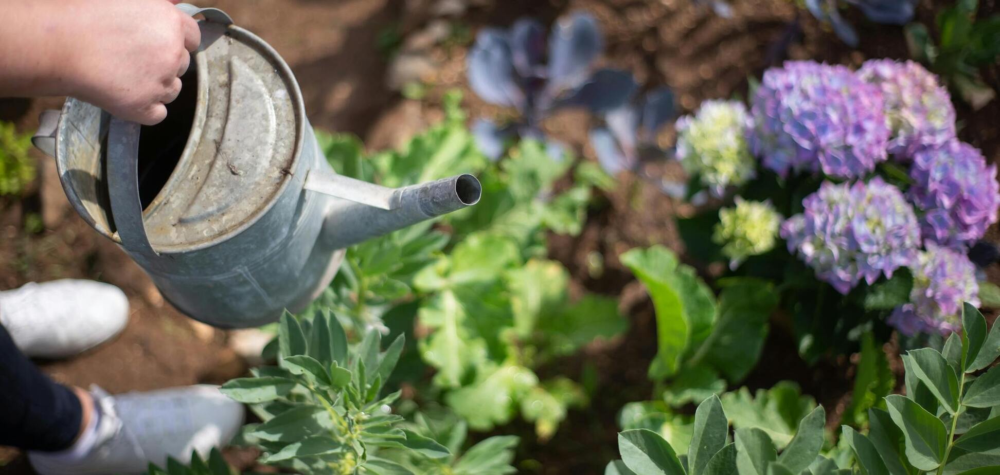 Чим поливати гортензії, щоб вони гарно цвіли