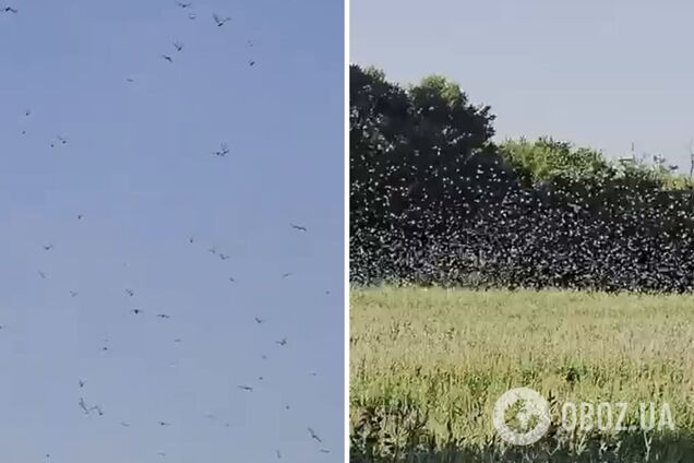 У Нікополі зафіксували величезну зграю сарани: чи є причини панікувати через нашестя. Відео