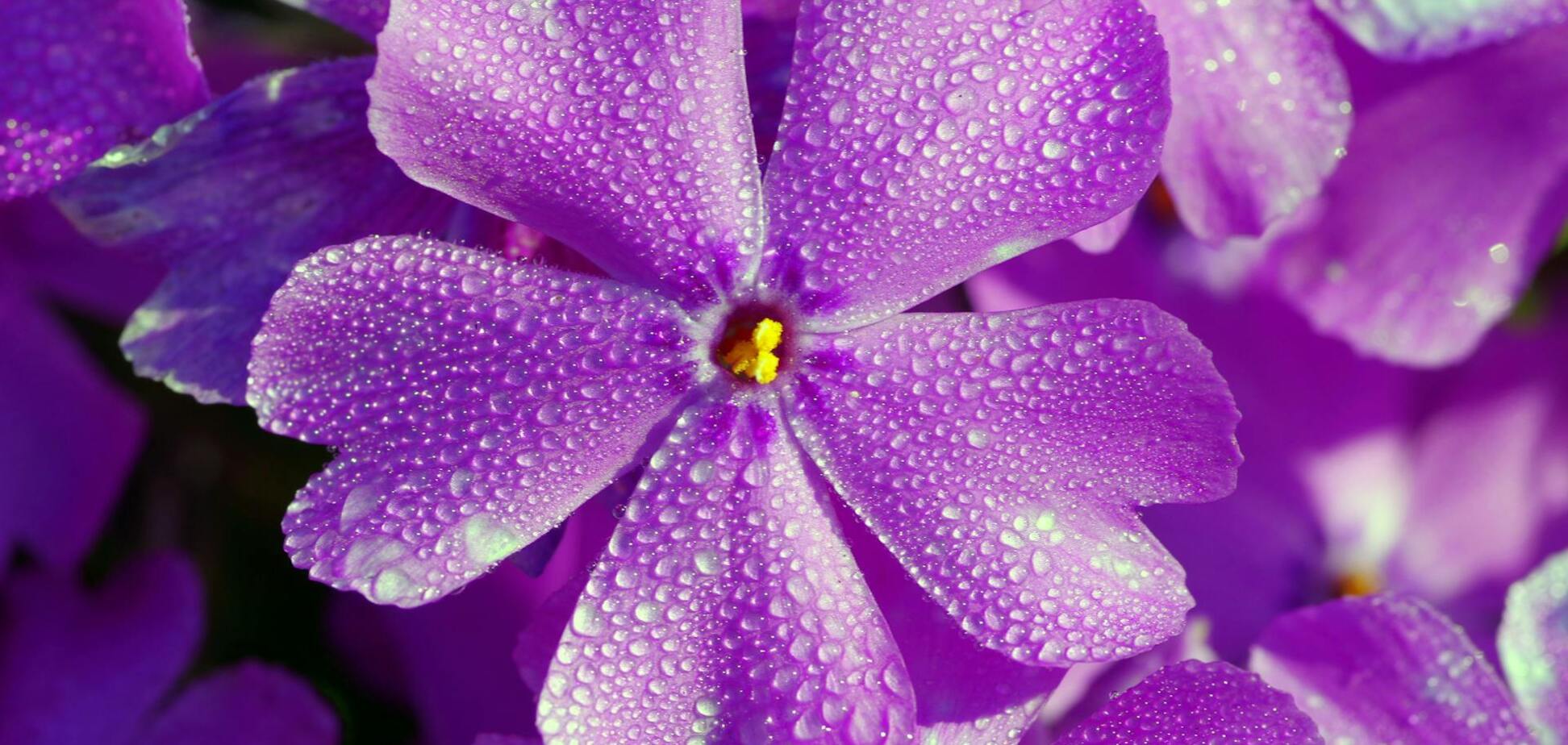 Чем обработать флоксы, чтобы цвели до осени: советы для сада