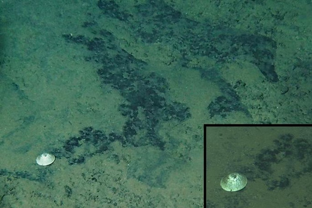 На глубине 6 тыс. метров: в Тихом океане нашли неизвестный ранее вид