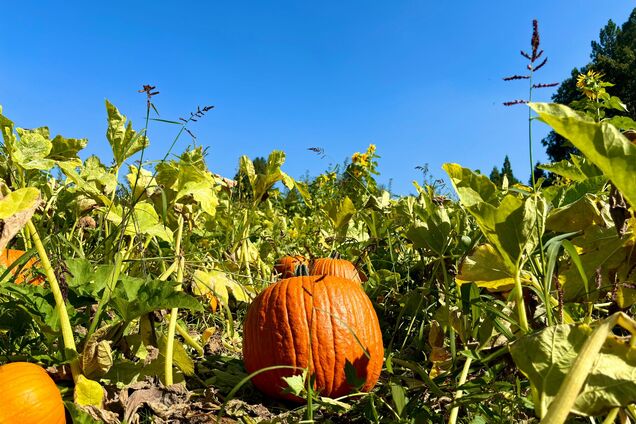 Як зробити, щоб гарбузи дозріли швидше: проста порада