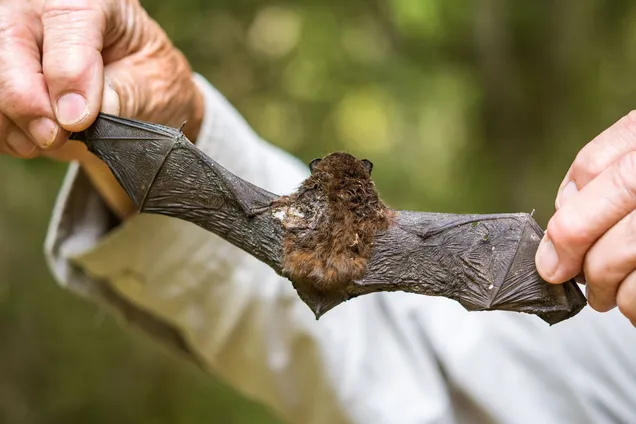 В Сумах двух человек покусали летучие мыши: в Минздраве объяснили, как уберечься от бешенства