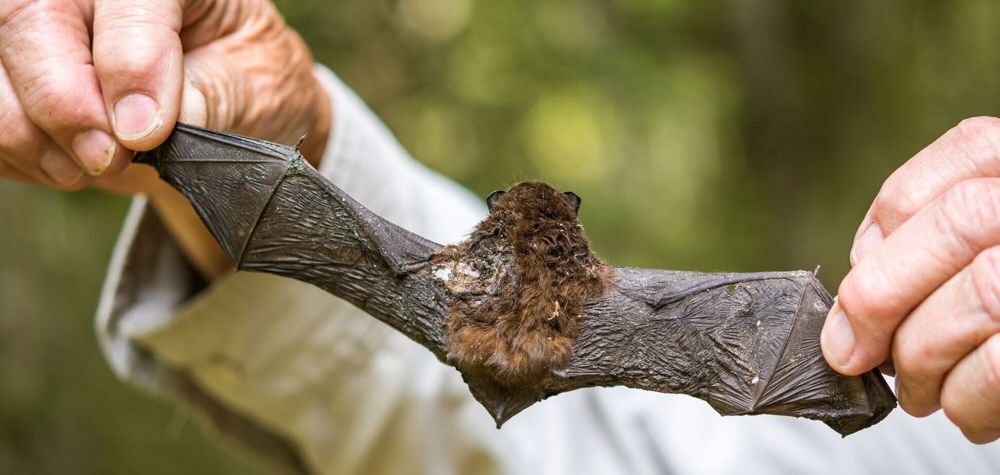В Сумах двух человек покусали летучие мыши: в Минздраве объяснили, как уберечься от бешенства