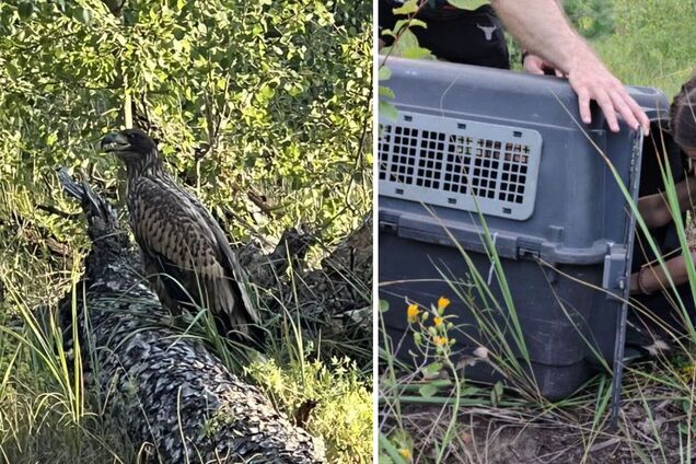 На Київщині врятували рідкісного хижого велетенського птаха з розамхом крил до двох метрів. Подробиці та фото