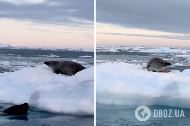 'Унікальний момент': полярники показали, як морський леопард намагався видертися на крижину до тюленя. Відео