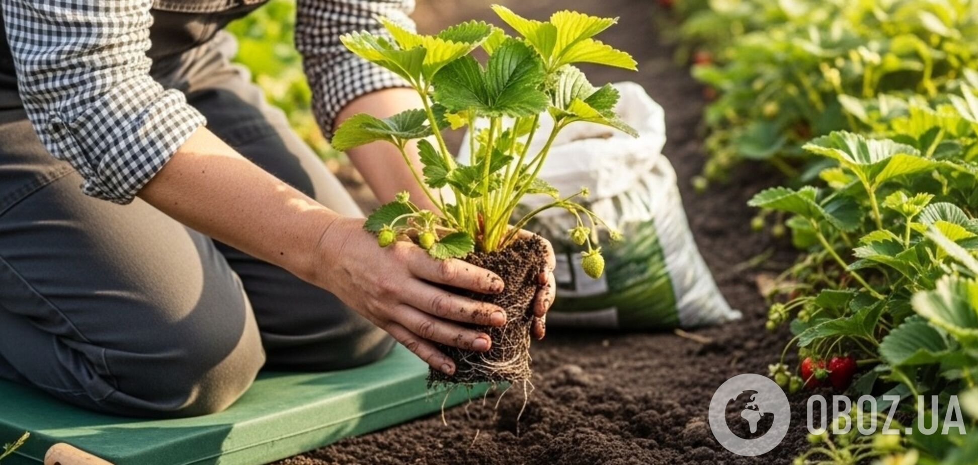 Идеальное время: как и где сажать клубнику в августе