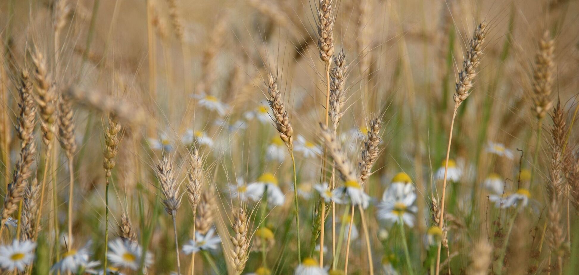 Украину будет пересекать холодный атмосферный фронт: в каких областях будут грозы, град и шквалы. Карта