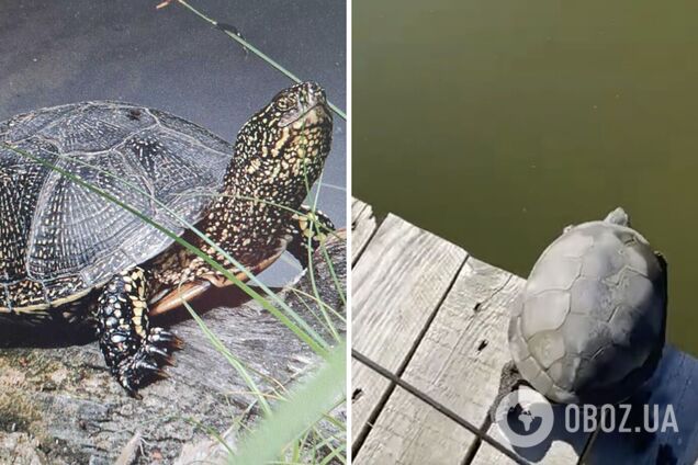 'Старше' динозавров: в Одесской области заметили редкую черепаху. Фото и видео