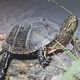 'Старше' динозавров: в Одесской области заметили редкую черепаху. Фото и видео