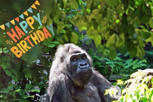 По человеческим меркам более 90 лет: горилла Тонни из Киевского зоопарка празднует день рождения. Фото