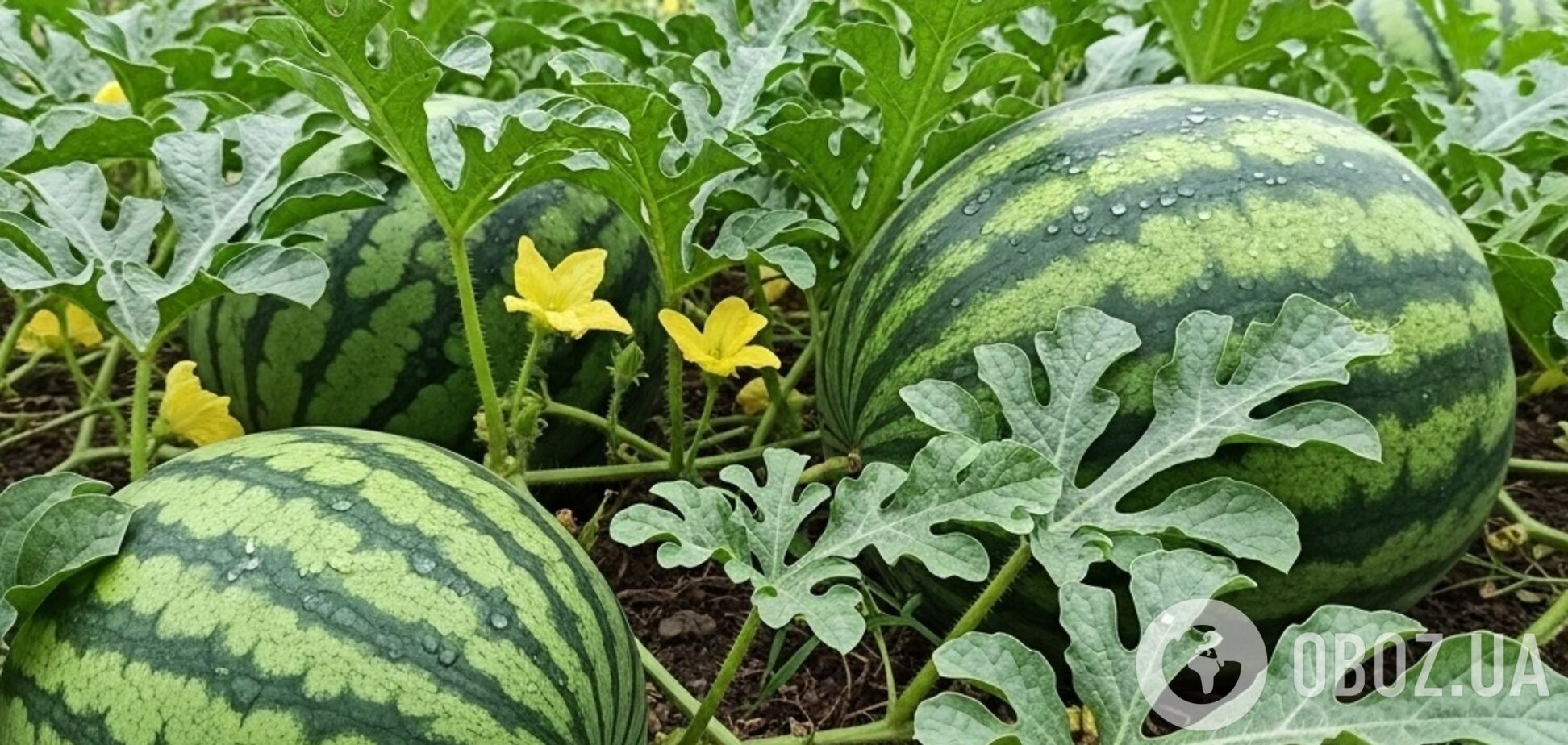 Почему домашние арбузы растут маленькими: как это изменить