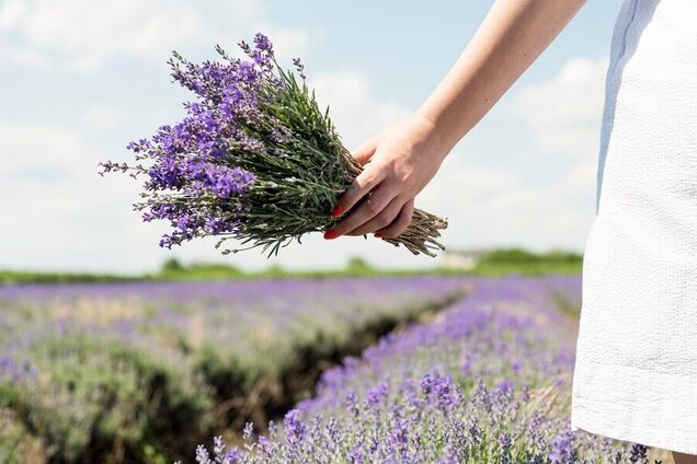 Лаванда цвістиме ще пишніше: допоможе одна дія у серпні