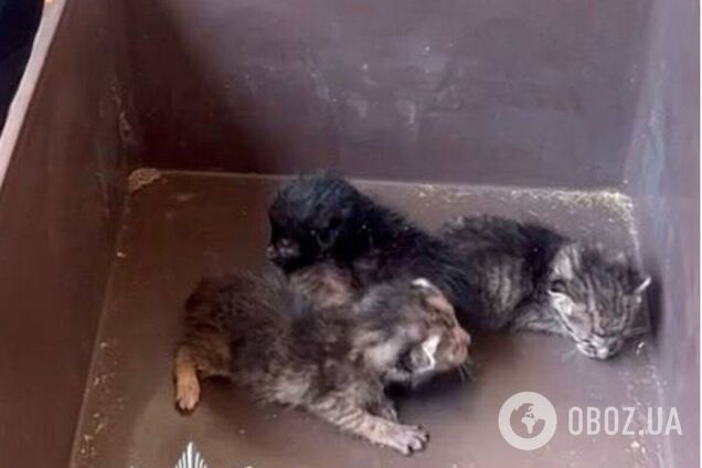 Близько тижня були зачинені у квартирі: у Києві поліцейські врятували дев’ятьох котів. Фото та відео