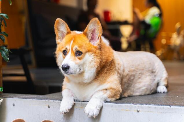 Кинологи назвали самые распространенные ошибки во время дрессировки собак