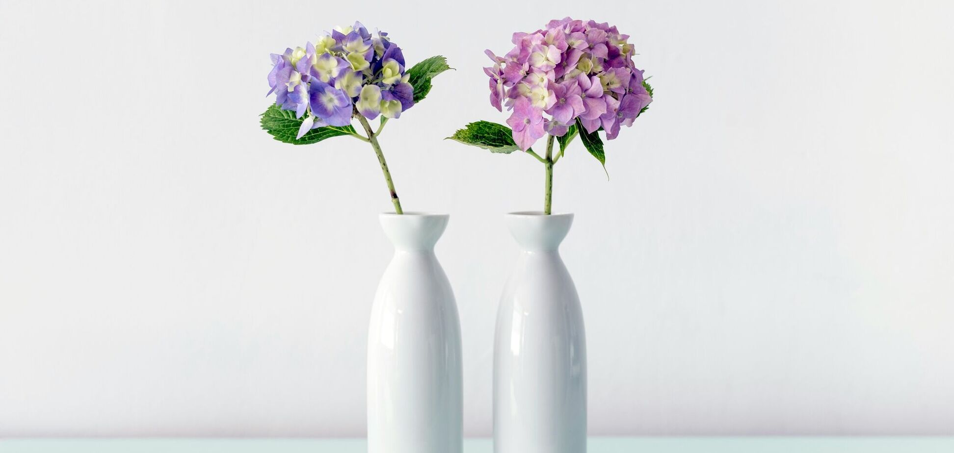 Когда стоит сушить гортензии: будут как с картинки