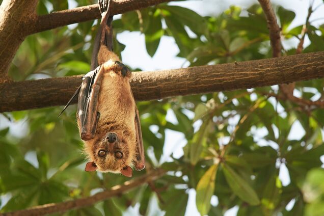 Какое животное имеет лучший слух: ответ ученых