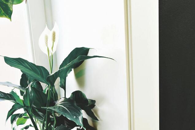 Експерти назвали помилку, яка 'вбиває' спатифілум