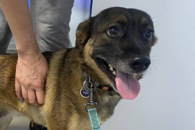 На Київщині алабай співвласника 'Студія 'Квартал 95' порвав домашнього песика. Подробиці та фото