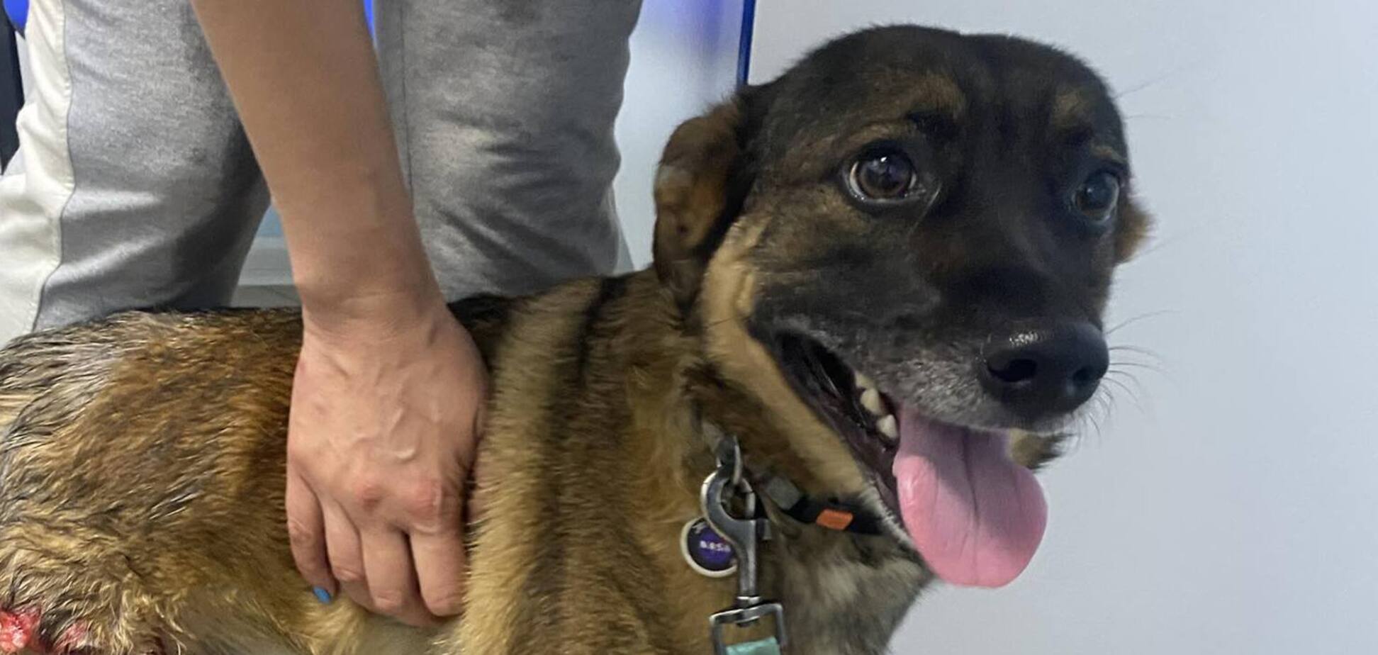 На Київщині алабай співвласника 'Студія 'Квартал 95' порвав домашнього песика. Подробиці та фото