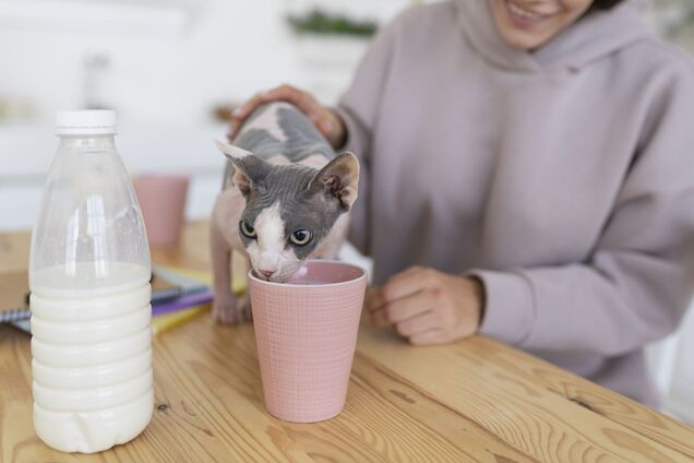 Чи дійсно треба давати котам молоко: розвіюємо міф