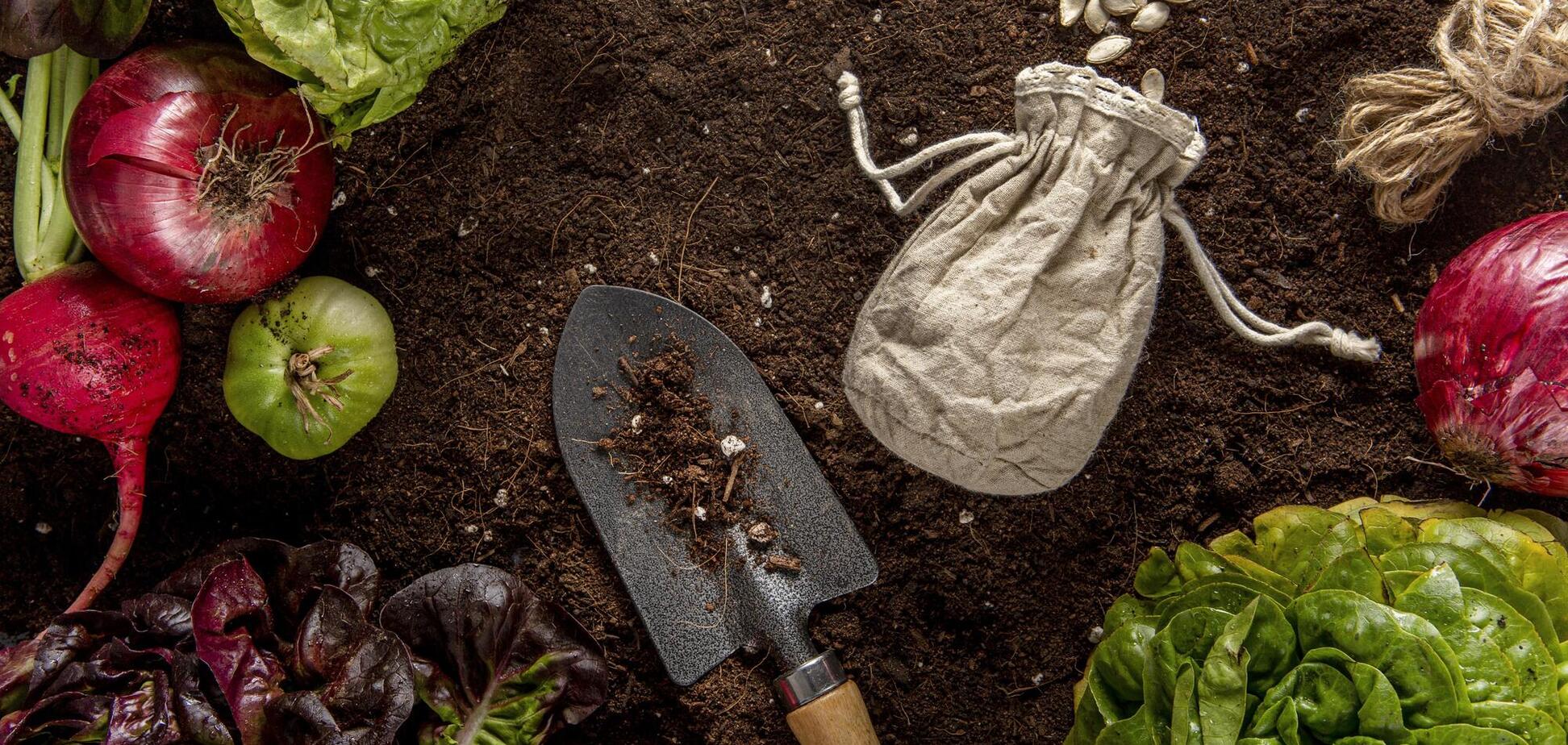 Какие овощи надо сажать в сентябре, чтобы получить хороший урожай весной