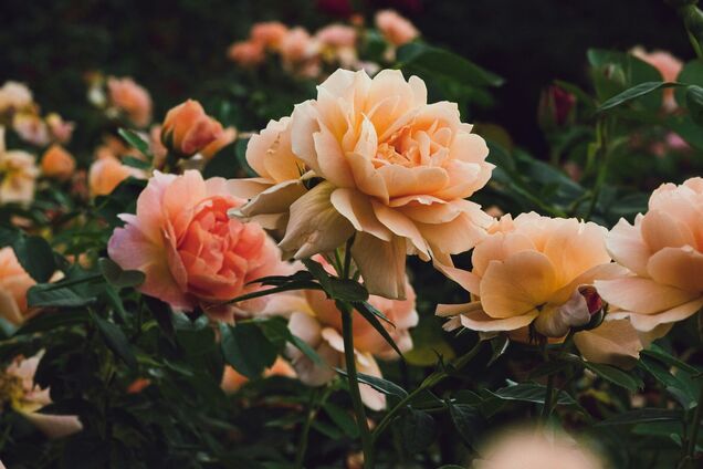 Что сделать, чтобы розы продолжали цвести осенью: простой совет