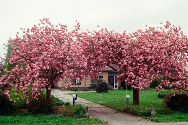 Мають різні 'характери': яке дерево не можна саджати біля вишні