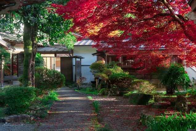 Можно посадить и забыть: какие растения в саду не надо обрезать