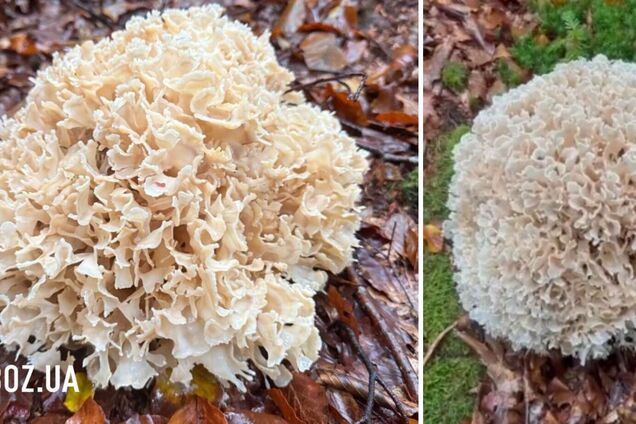 У Карпатах знайшли рідкісний гриб маїтаке: як його називають місцеві жителі. Фото й відео
