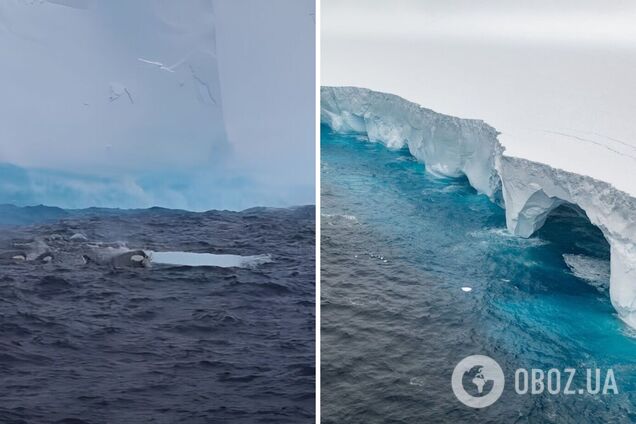Навряд чи доживе до кінця року: найбільший айсберг у світі розколюється на шматки