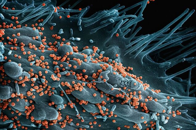 Хто має найбільше хромосом: названо дивну істоту