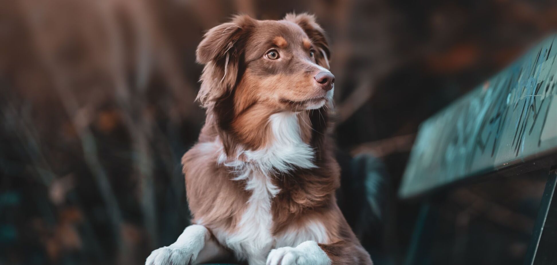 Как понять, что ваша собака любит вас: четкие признаки